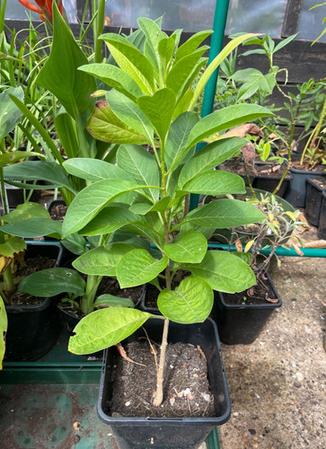 Iochroma australe mini angels - iochroma,
