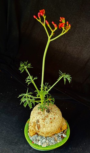Jatropha catharticaca