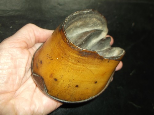 Rare antique taxidermy tiny - antique,