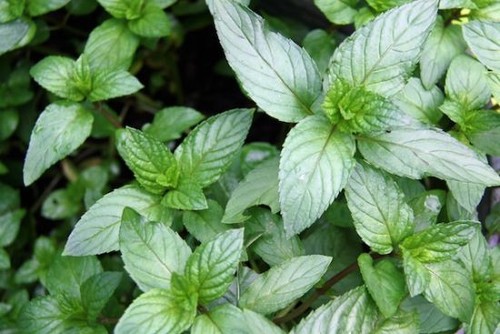 Chocolate mint after - chocolate,