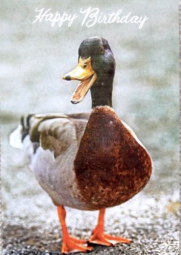 Mallard duck wildlife nature - duck,