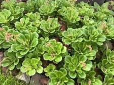 Saxifraga 'London Pride' x1