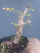 English Elm Bonsai Tree