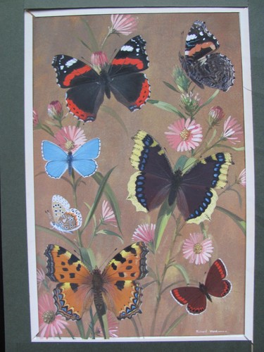 British butterflies - butterflies, (2)