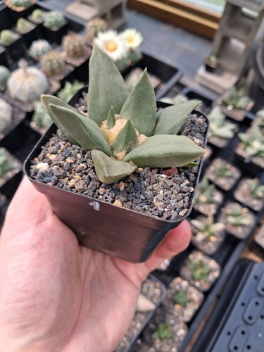 Ariocarpus trigonus seed grown