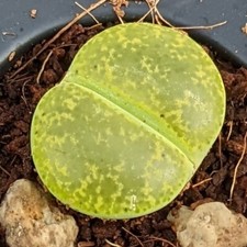 Lithops Lesliei Albinica, Rare Lithops, Lithops Plants, Living Stones
