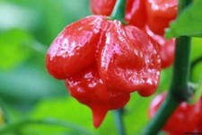 TRINIDAD SCORPION BUTCH T