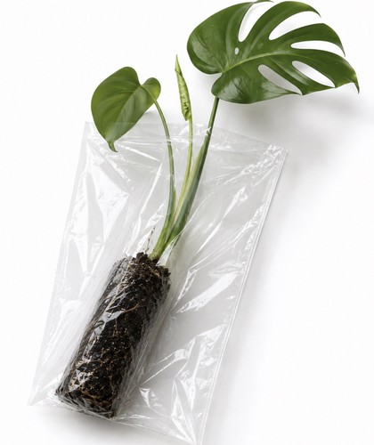 Monstera deliciosa live plant - deliciosa,