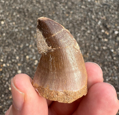 Large mosasaur tooth - large, fossil