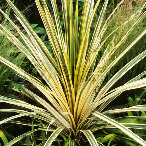 Cordyline australis torbay - cordyline,
