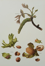 Vintage 1975 Wild Rose Hips