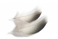 Veniard Select Mallard Duck Bronze Flank Feathers