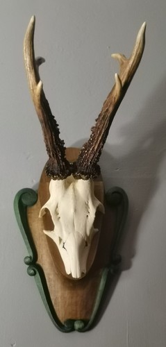 Gorgeous pointer roe buck - roe,