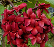 Frangipani Plumeria rubra - Hawaiian Palm Tree - VARIETY: Chalika Red - 5 Seeds -