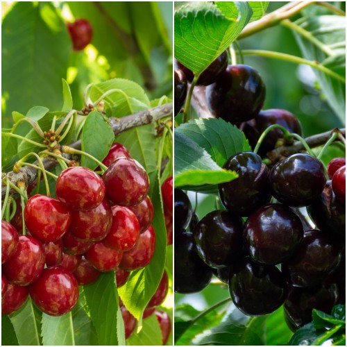 Duo cherry fruit - fruit, tree