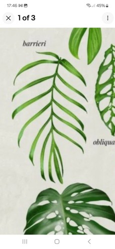 Monstera barrieri rare - monstera, 🦄