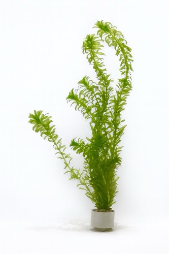 Egeria densa - , –
