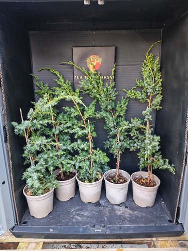 Juniper bonsai trees training - trees,