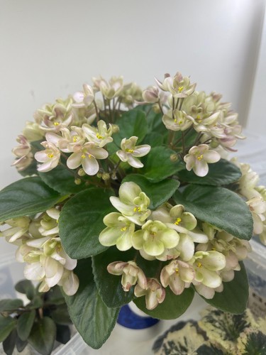 African violets freshly - violets,