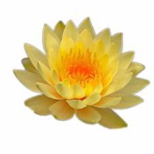 Nymphaea Yellow Bangpra Water