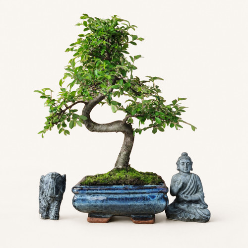 Chinese elm bonsai - chinese, tree