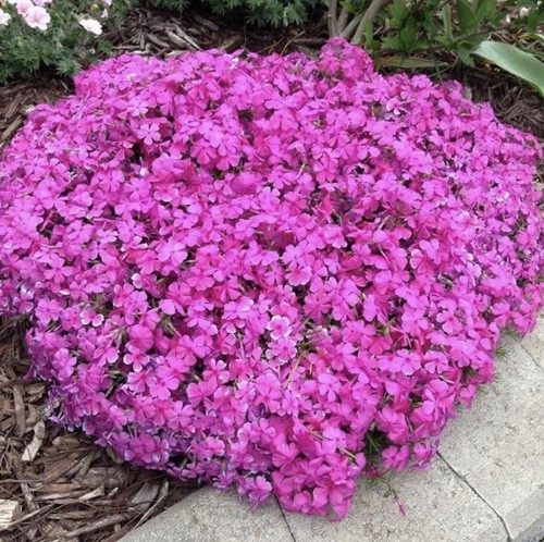 9cm phlox subulata - x,