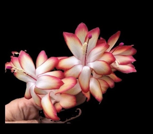 Schlumbergera samba brazil - samba,
