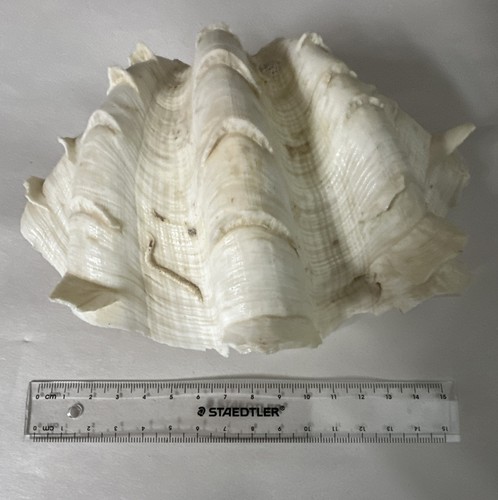 Vintage real fluted clam - clam, shell