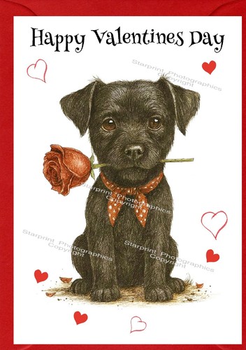 Patterdale terrier dog - patterdale,