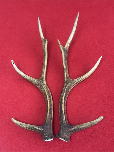 Pair sika deer antlers - pair, of