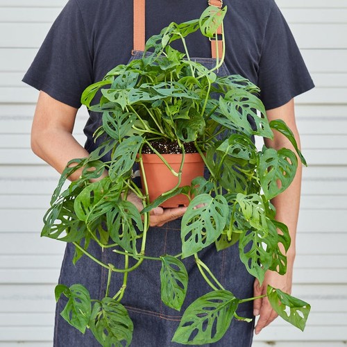 Monstera adansonii swiss - monstera, 'swiss
