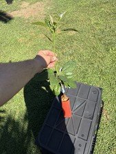 Mexicola Grande Avocado Tree