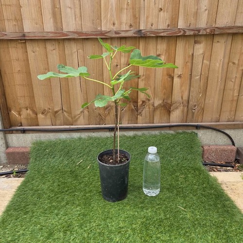 Large fig tree - large, "brown