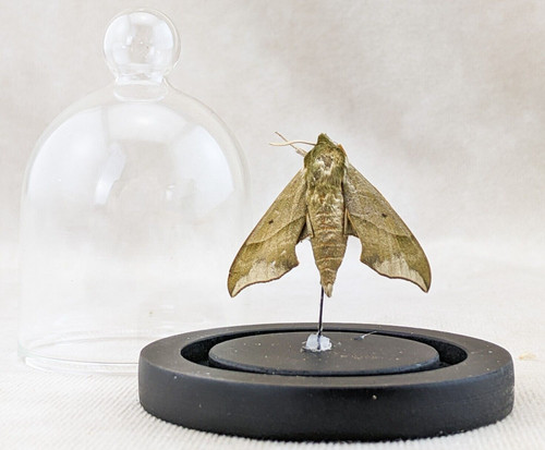 Virginia creeper sphinx - creeper,