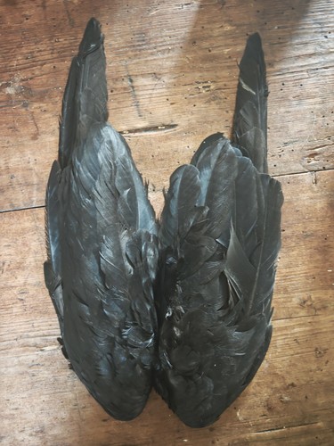 Pair crow wings for fly - pair,