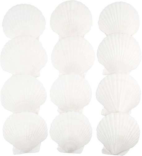 Pcs scallop shells natural - 12,