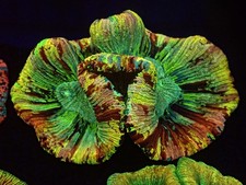 WYSIWYG Master Aussie Trachy