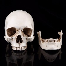 ­1pc White Resin Human Skull