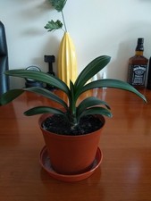 Clivia- A beautiful house