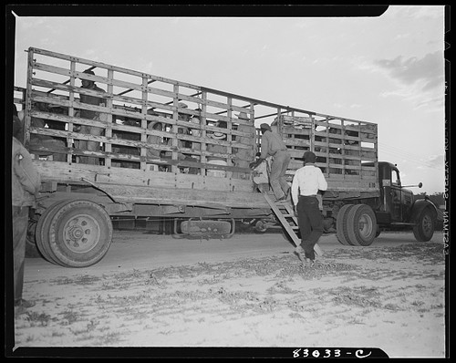 Photo 1940s livestock - photo:1940s,