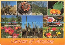 D225770 Cactus of Arizona