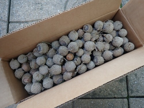 Bur oak acorns - acorns, with
