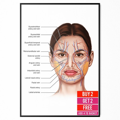 Facial fat pad - fat, poster