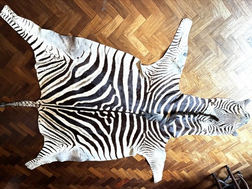 Genuine zebra skin for - zebra,