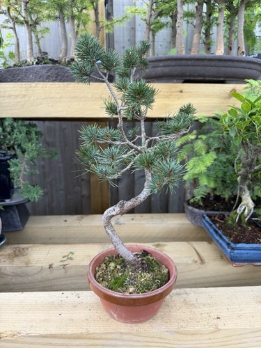 Pine bonsai tree - tree, pinus