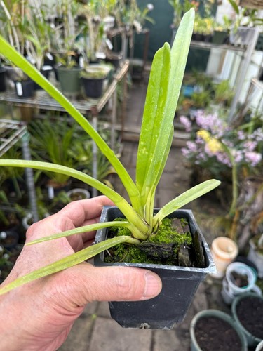 Cymbidium finlaysoniamum lindl - cymbidium,