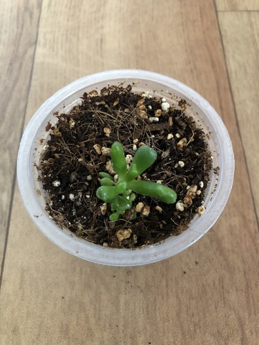 Crassula ovata gollum - crassula, well