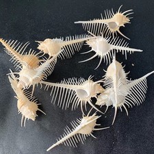 2x Natural Murex Pecten Shell