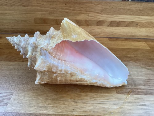 Queen conch shell large - shell, 9"