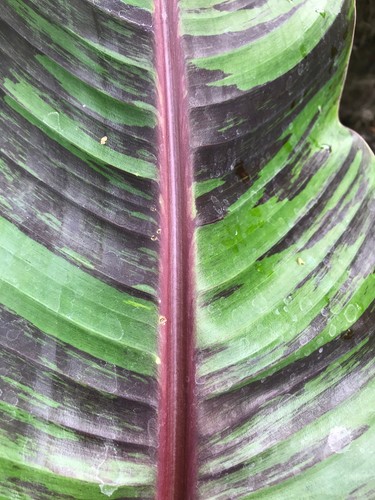 Musa sikkimensis bengal - sikkimensis, 'bengal